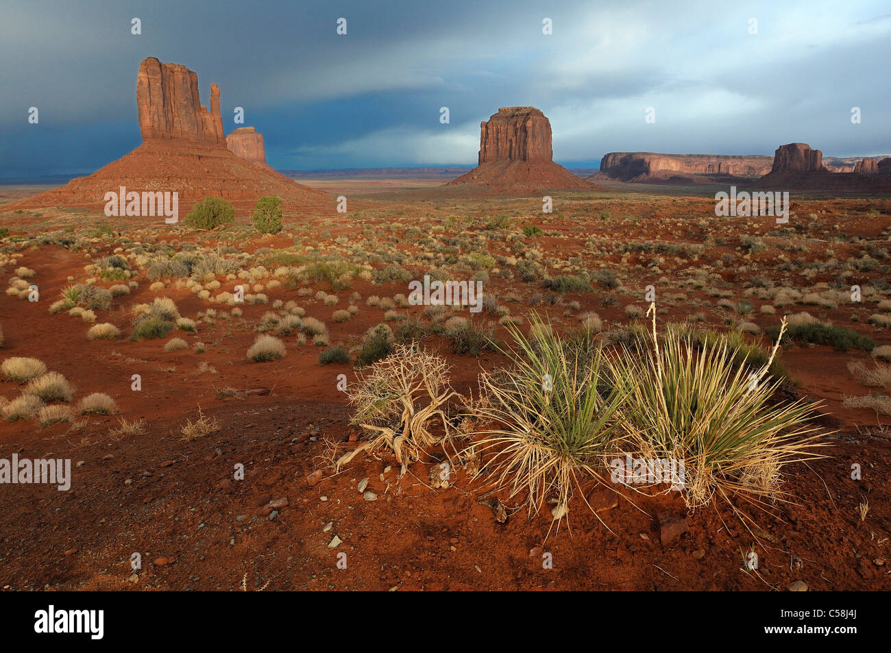 Monument Valley Navajo Tribal Park, Arizona, Utah, EE.UU., Estados Unidos, América, rocas, árboles, paisaje Foto de stock
