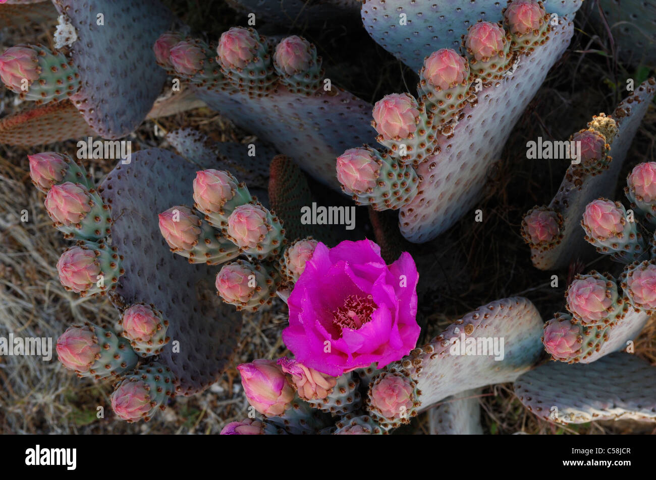 Azadilla, cactus Opuntia basilaris, Joshua Tree National Park, California, Estados Unidos, Estados Unidos, América, flor, rojo Foto de stock