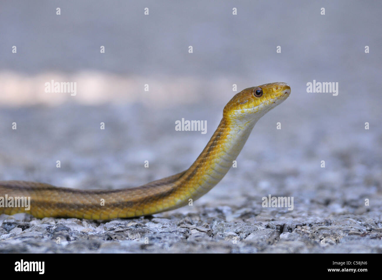 Amarillo Ratsnake, serpiente, J. N. Ding Darling, National Wildlife Refuge, Foto de stock