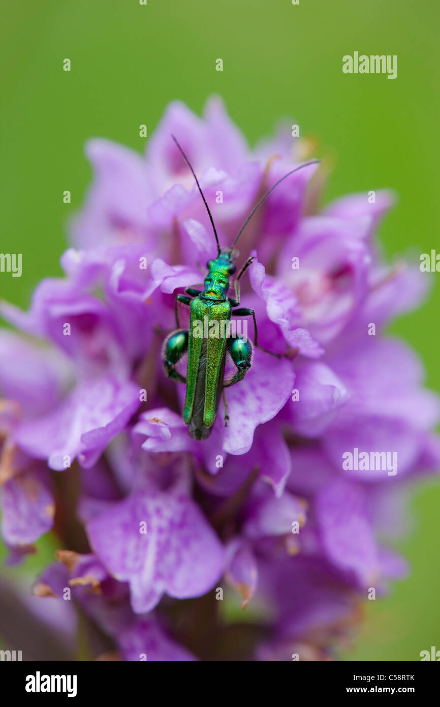 Patas gruesas Escarabajo Flores; Oedemera nobilis; Cornwall Foto de stock