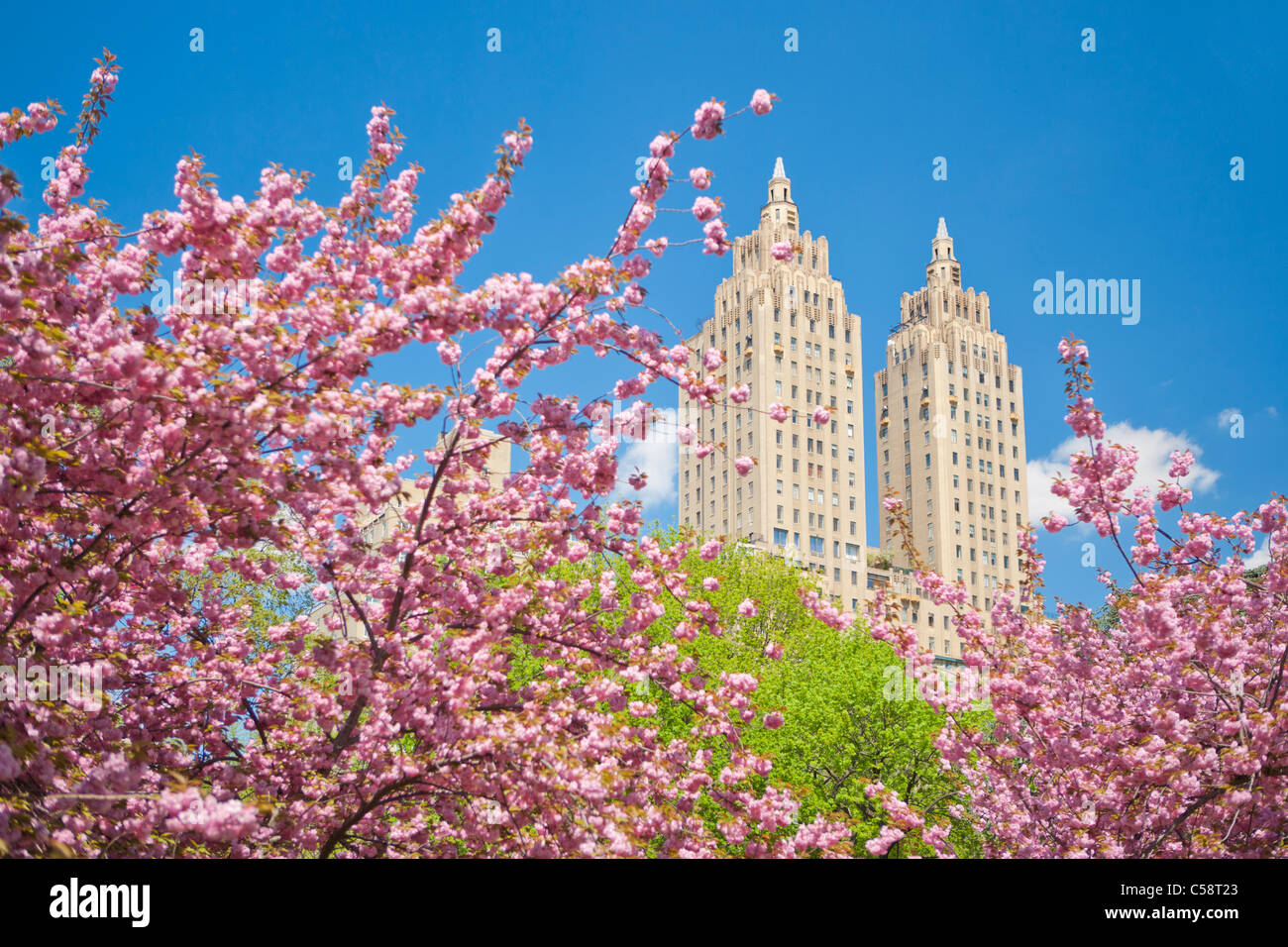 Cerezos en flor en Central Park, Nueva York Foto de stock