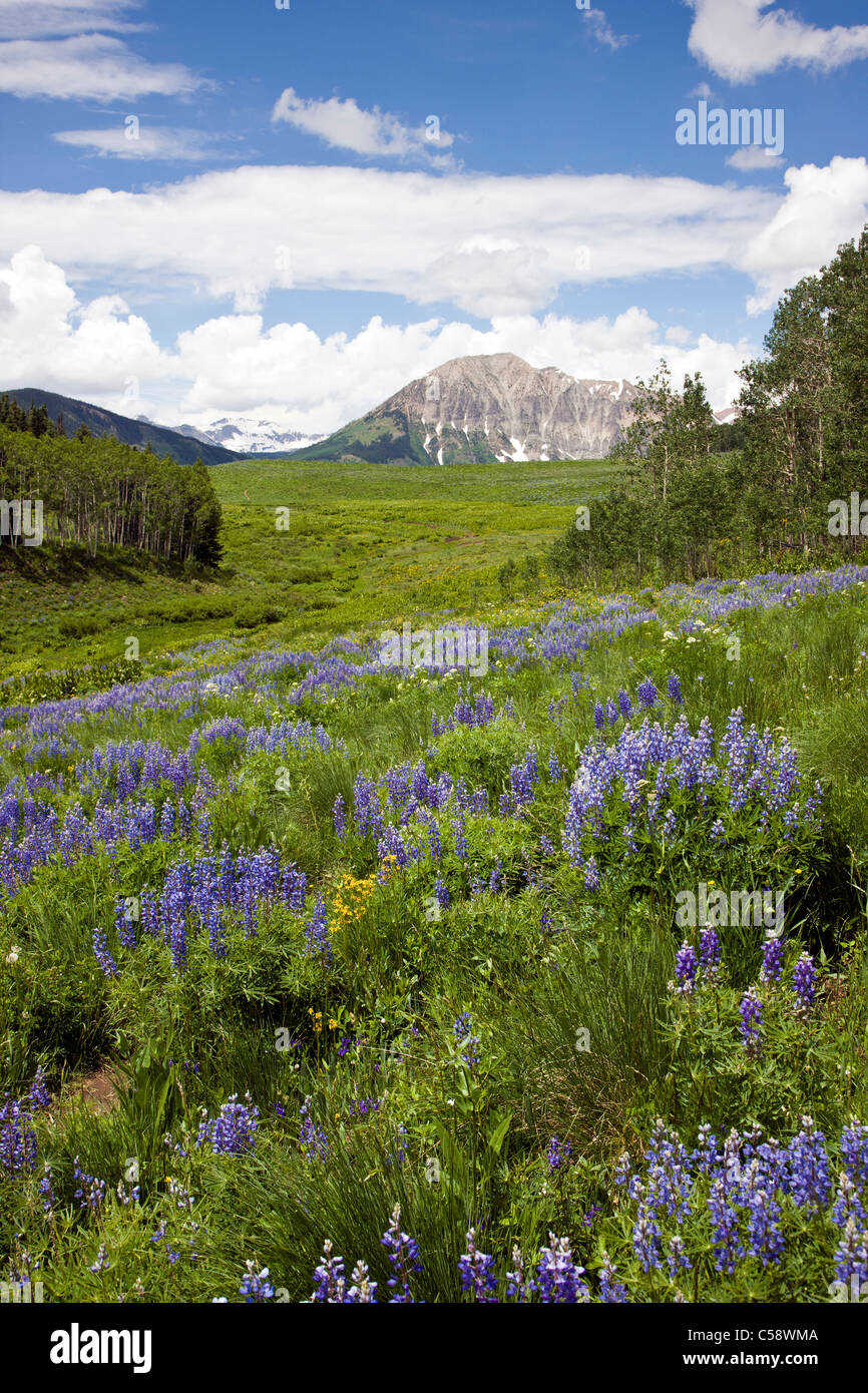 Lupine azul flores silvestres a los costados de la Deer Creek Trail cerca de Crested Butte, Colorado, Estados Unidos. Montaña gótica en el fondo. Foto de stock