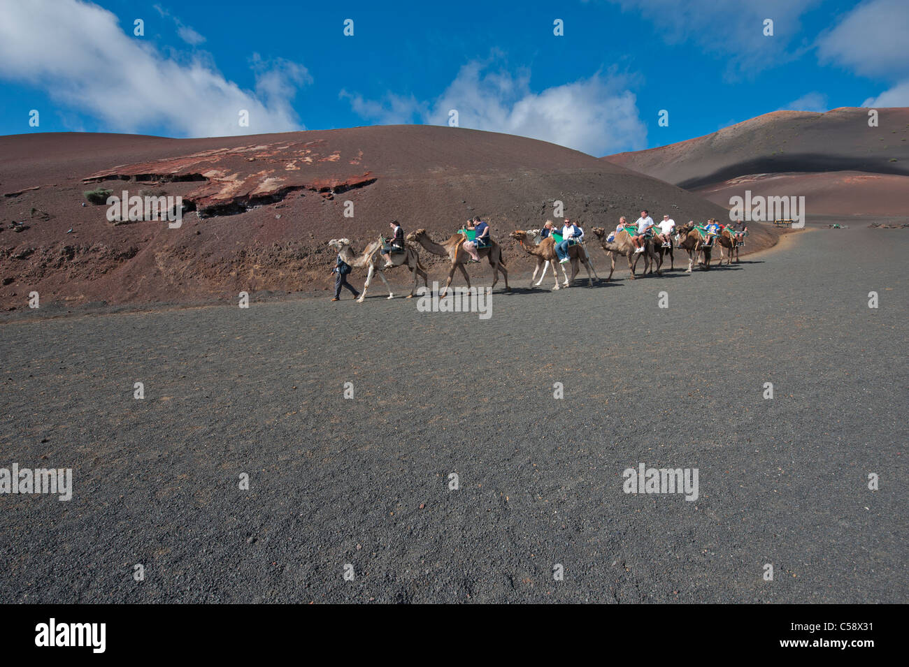 Dromedario (Camelus dromedarius) Excursiones turísticas a través del Parque Nacional de Timanfaya, Lanzarote, ESPAÑA Foto de stock