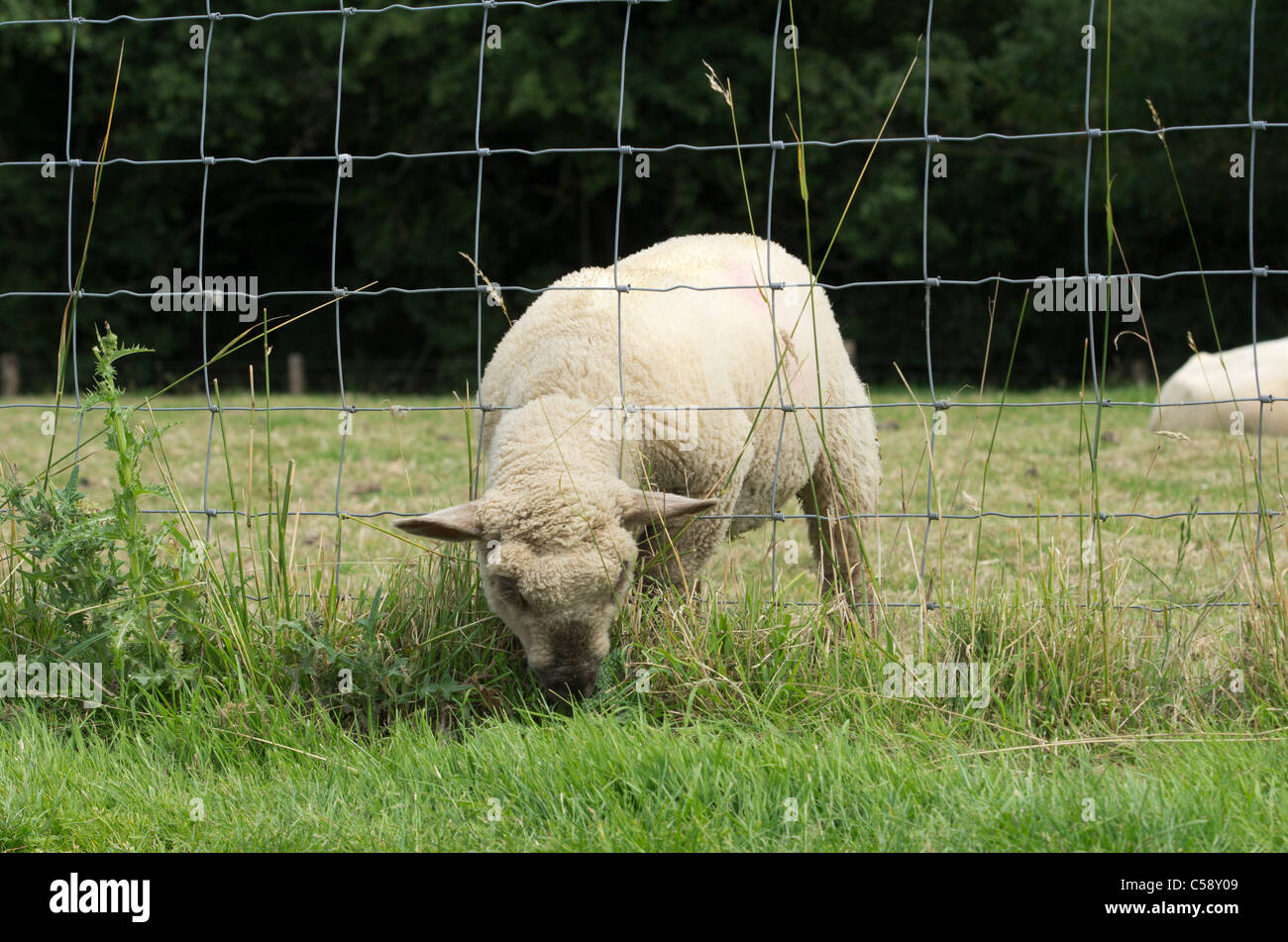 Un cordero comiendo hierba de alimentación a través de una valla de alambre Foto de stock