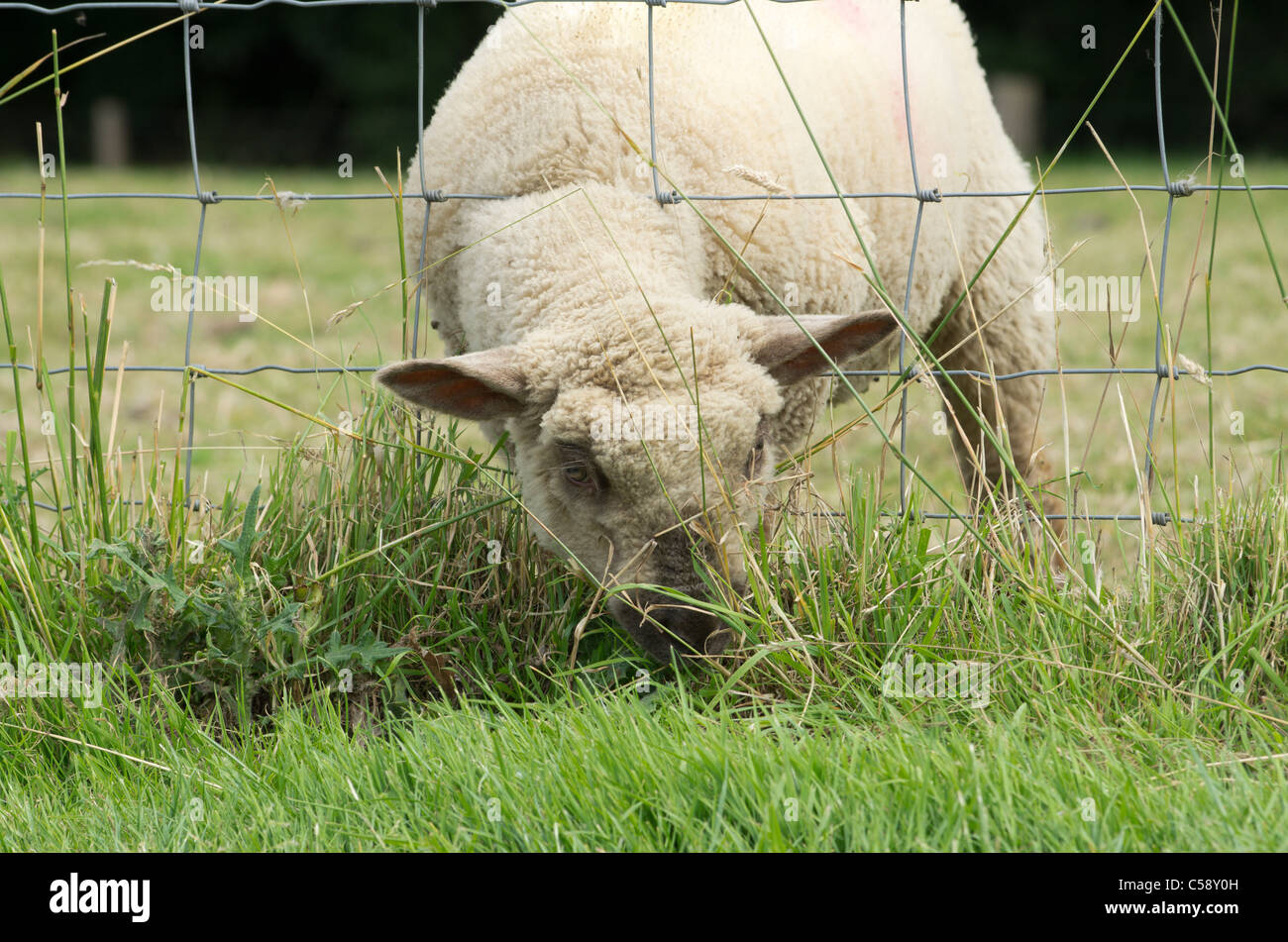 Un cordero comiendo hierba de alimentación a través de una valla de alambre Foto de stock