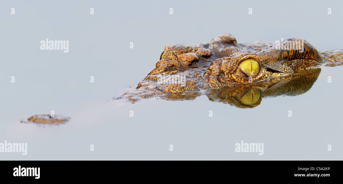 Close-up de un cocodrilo del Nilo con el reflejo en el agua ( Crocodylus niloticus ) - Parque Nacional Kruger Foto de stock