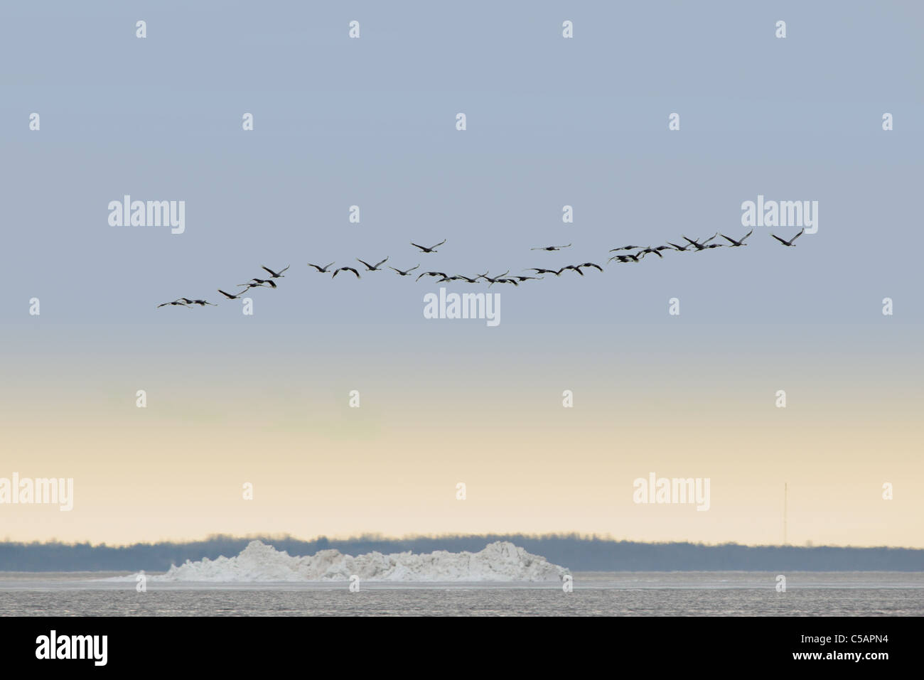 La grulla común (grus grus) están volando sobre el mar, la migración de primavera. De abril de 2011, Europa. Foto de stock