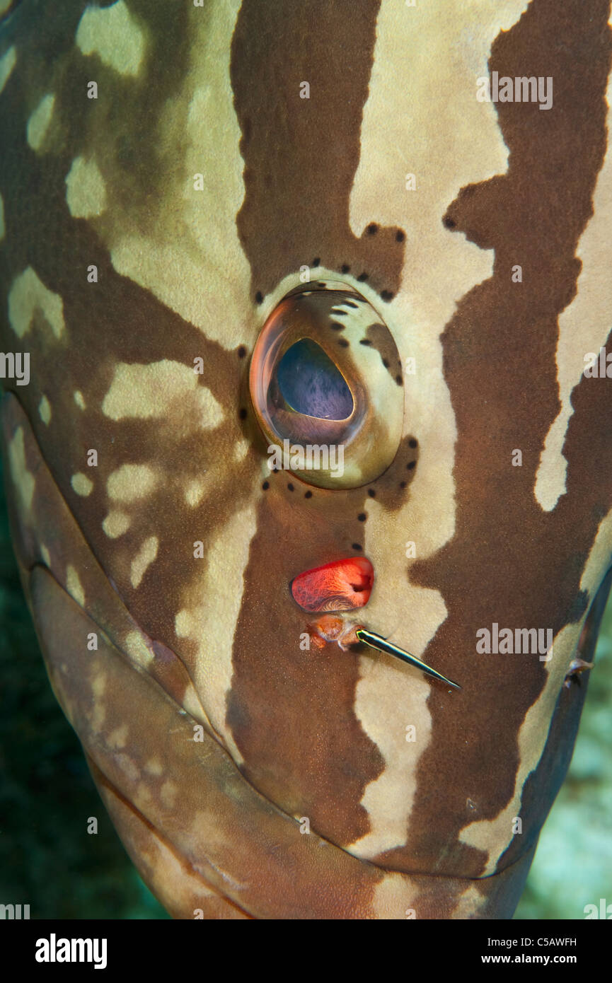 Grouper nassau seabass fotografías e imágenes de alta resolución - Alamy