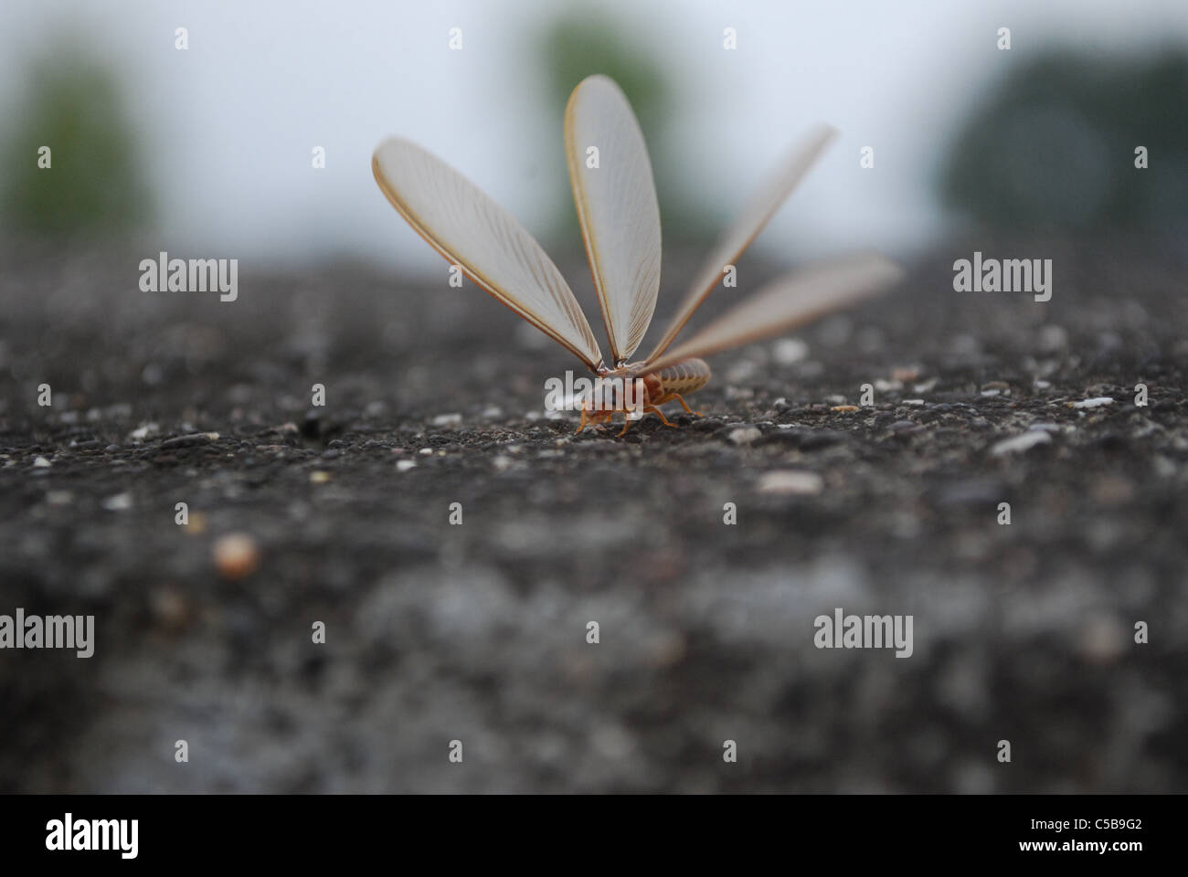 Las termitas vuelan fotografías e imágenes de alta resolución - Alamy