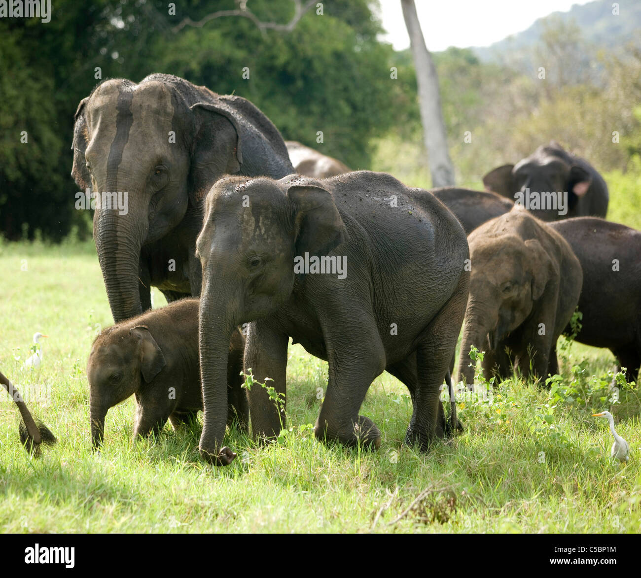 Una manada de elefantes de pastoreo. Parque Nacional Minneriya. Sri Lanka. Foto de stock