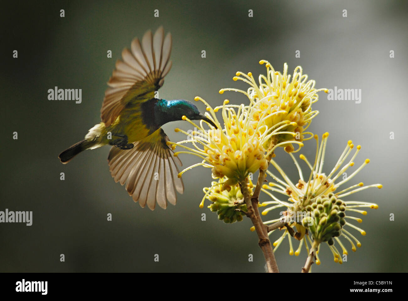 Macho Souimanga Sunbird, bebiendo el néctar de las flores tropicales en la selva de Madagascar Foto de stock