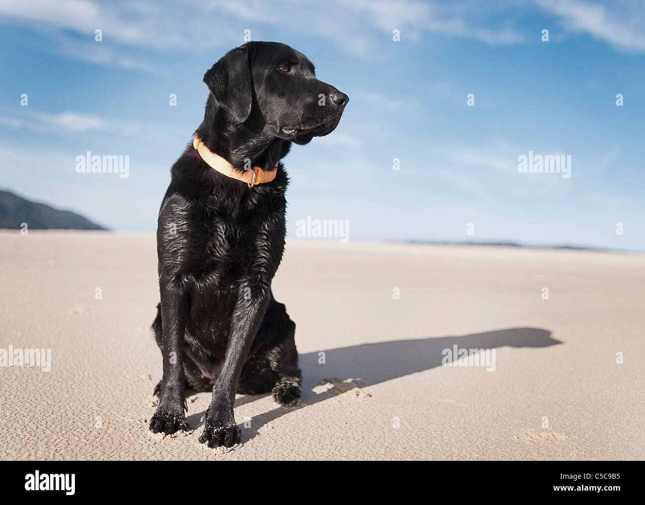 Perro Labrador negro en la playa, la Playa de Los Lances, Tarifa, Cádiz,  Andalucía, España Fotografía de stock - Alamy
