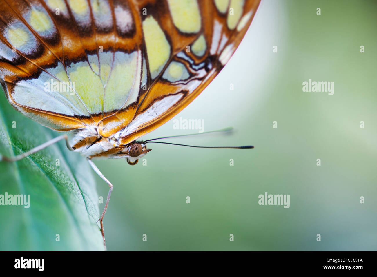 Siproeta stelenes . Malaquita butterfly Foto de stock