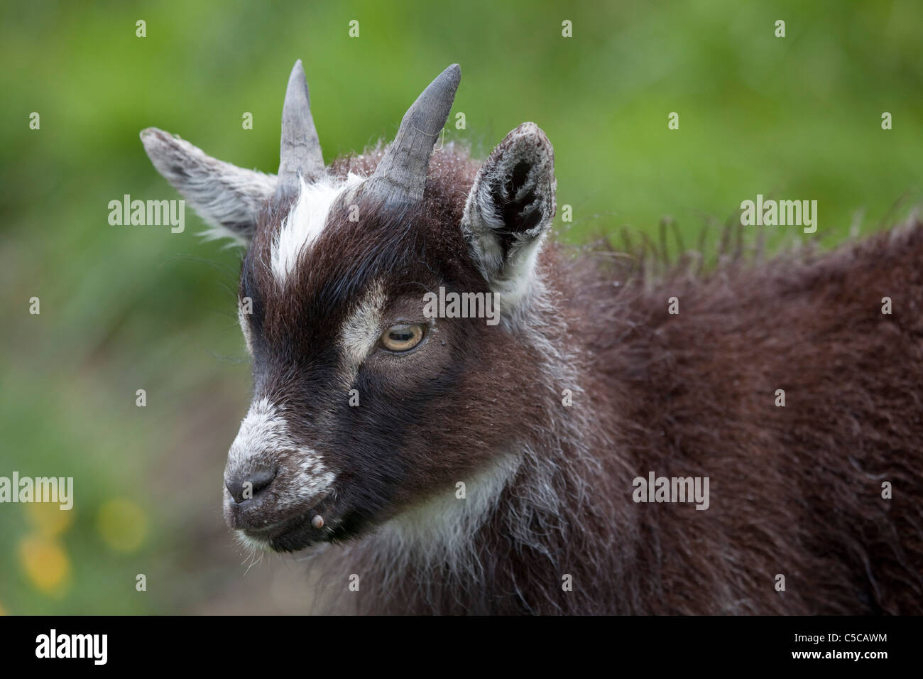 Cabra montés; Capra hircus; Dumfries, Escocia Foto de stock