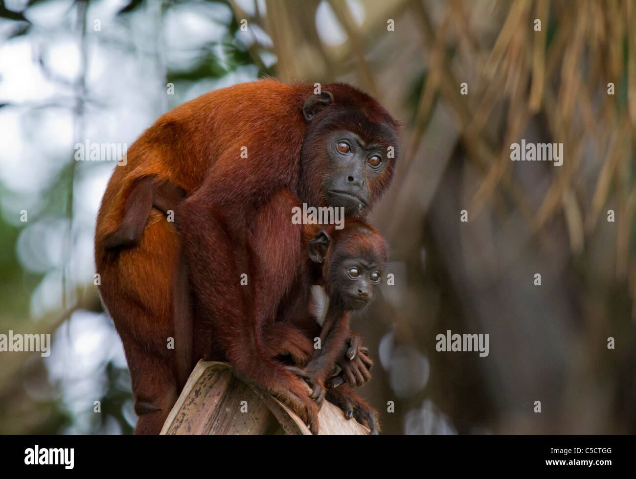 Mono aullador rojo con bebé, Lago Sandoval, Parque Nacional Perú de stock - Alamy