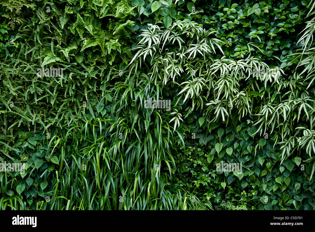 Pared verde, living wall Foto de stock
