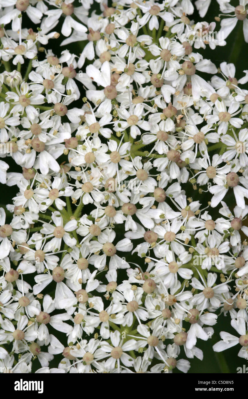 Close-up de un Umbellifer Flowerhead Foto de stock