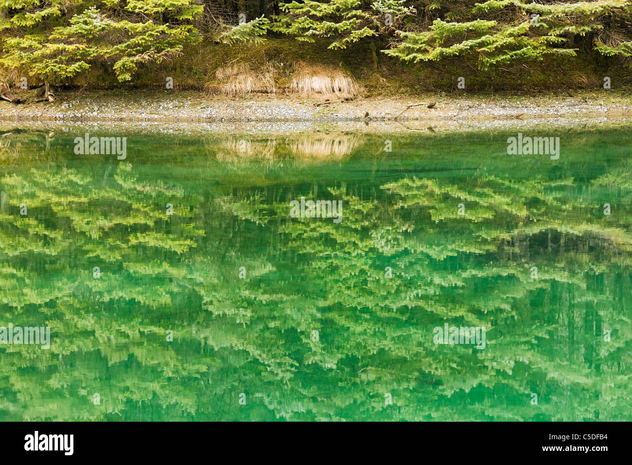 Reflexiones de abetos en un estanque de esmeralda en el Delta del Río Cobre en el Bosque Nacional de Chugach cerca de Cordova, Alaska. Foto de stock