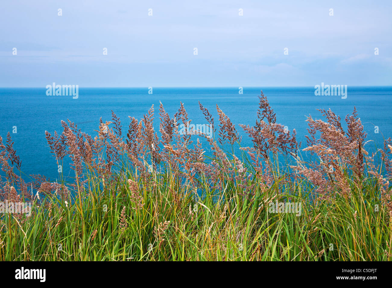 Una imagen simple de pastos costeros con el azul del mar y el horizonte más allá. Foto de stock