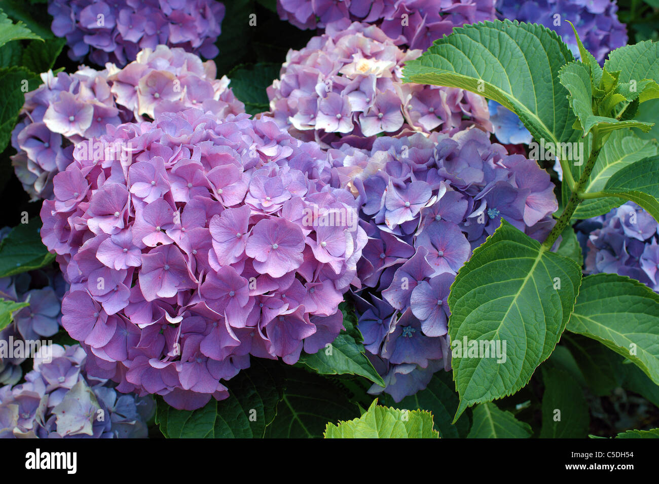 Hortensia violeta fotografías e imágenes de alta resolución - Alamy