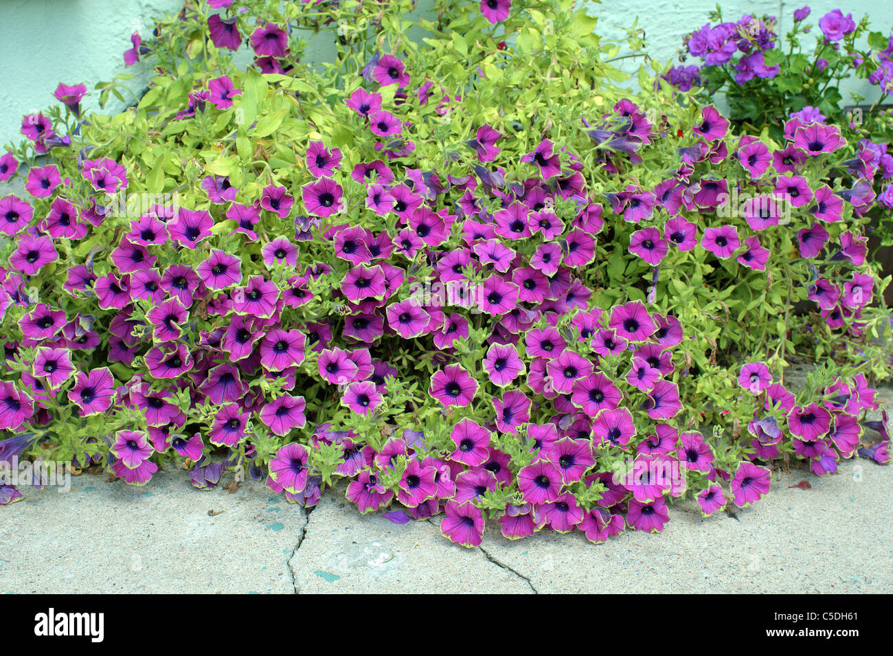 Petunia morada fotografías e imágenes de alta resolución - Alamy