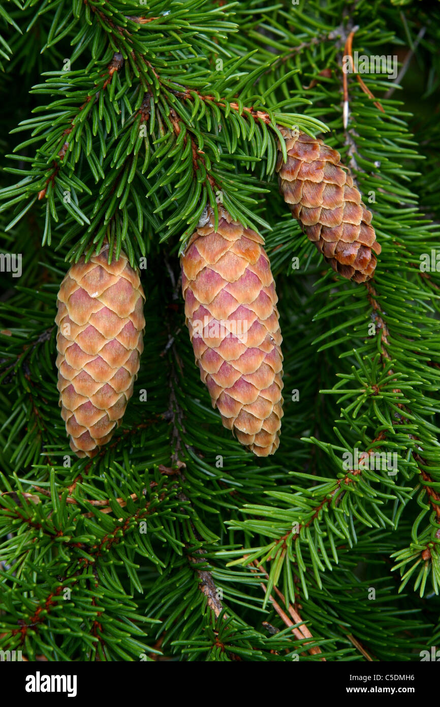 Close-up de spruce conos de árbol de coníferas. Foto de stock
