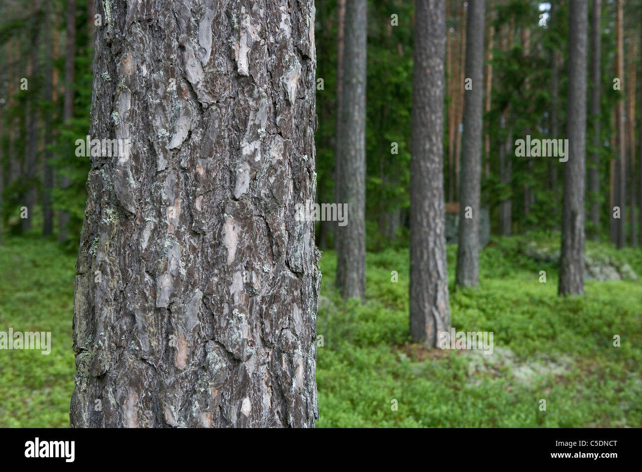 Prado a lo largo de los troncos de los árboles en el bosque de coníferas Foto de stock