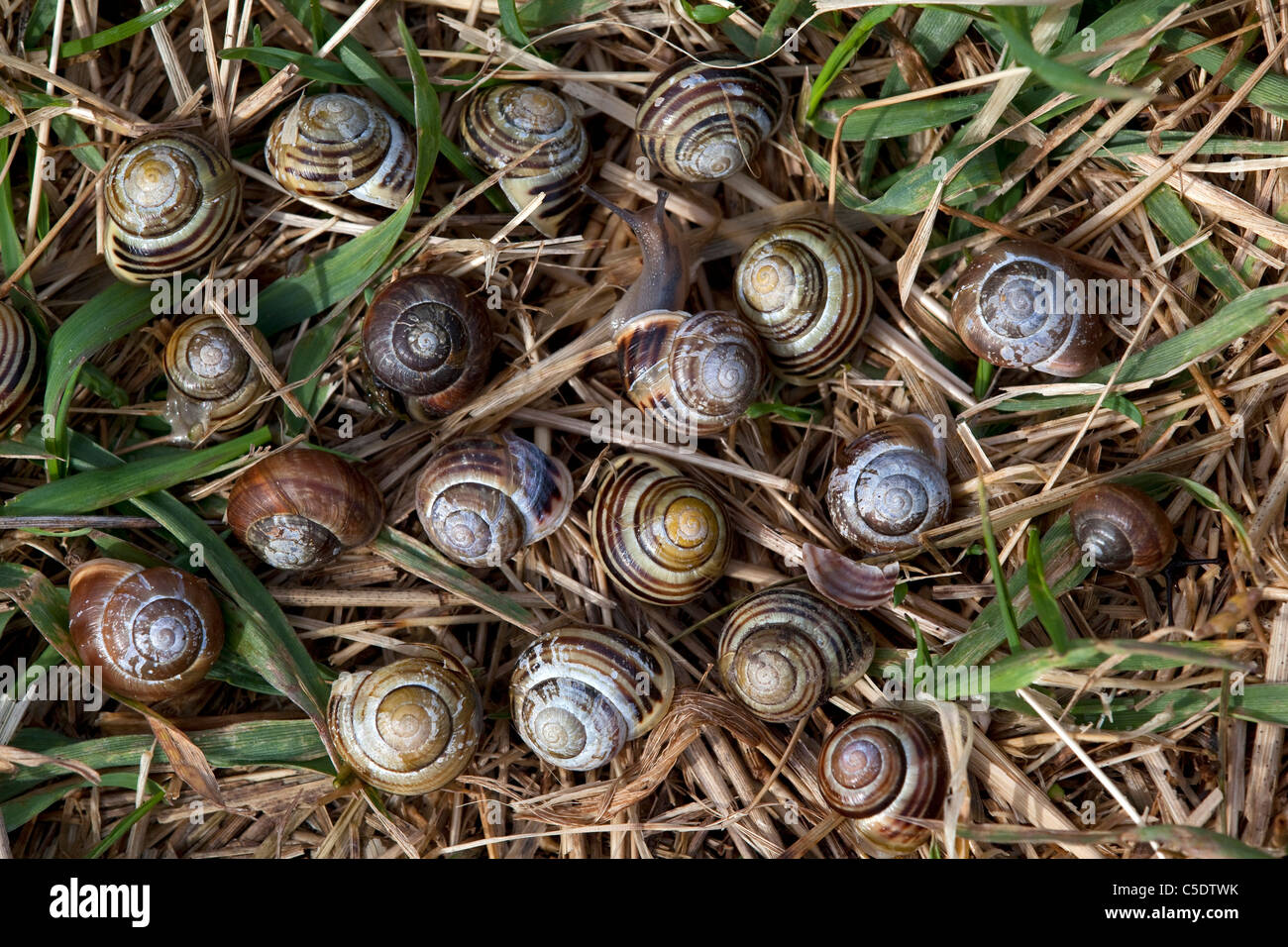 Close-up de los caracoles en sus conchas sobre el césped Foto de stock