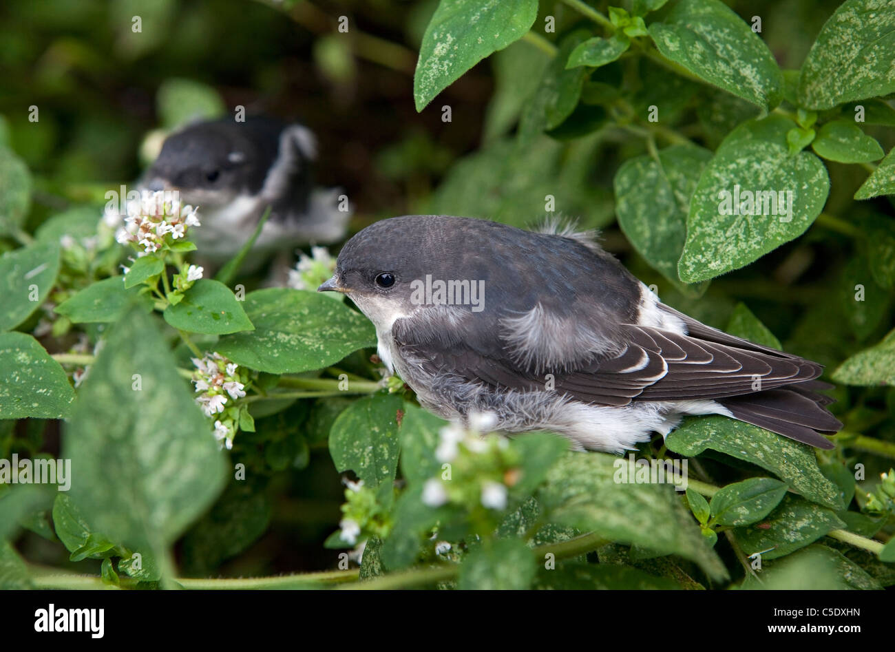Close-up de dos jóvenes pájaros y hojas Foto de stock