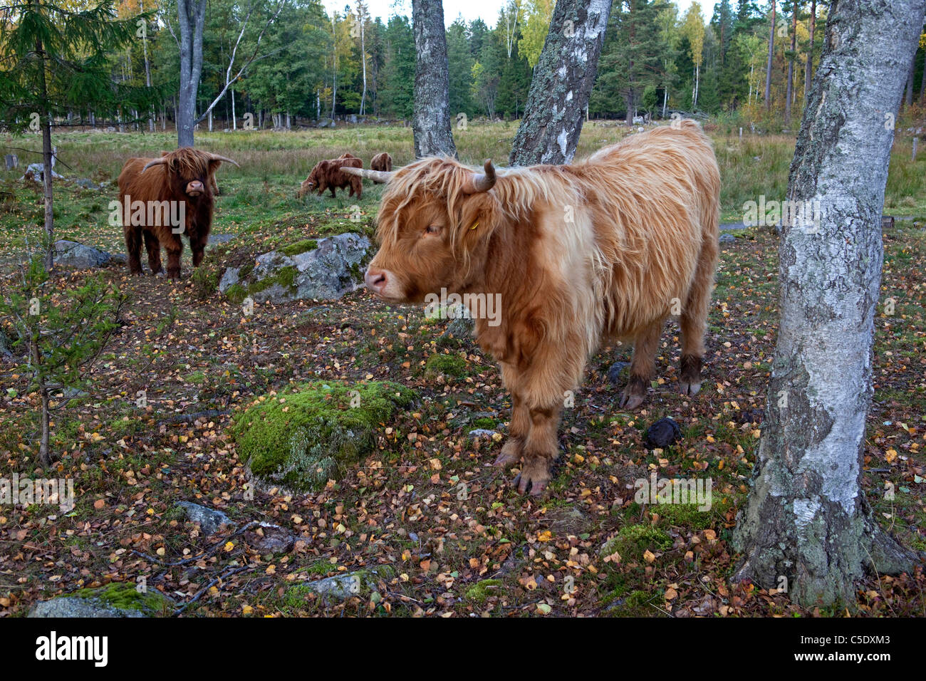 Vista de las tierras altas de pastoreo de ganado a lo largo de los troncos de los árboles en el prado Foto de stock