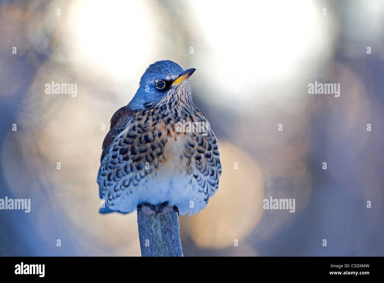 Close-up de un pájaro sobre Fieldfare post contra el fondo borroso Foto de stock