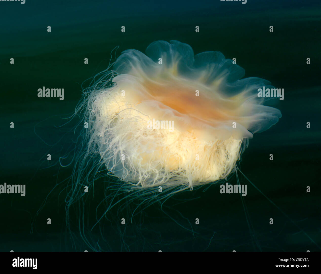 Close-up de una medusa Foto de stock
