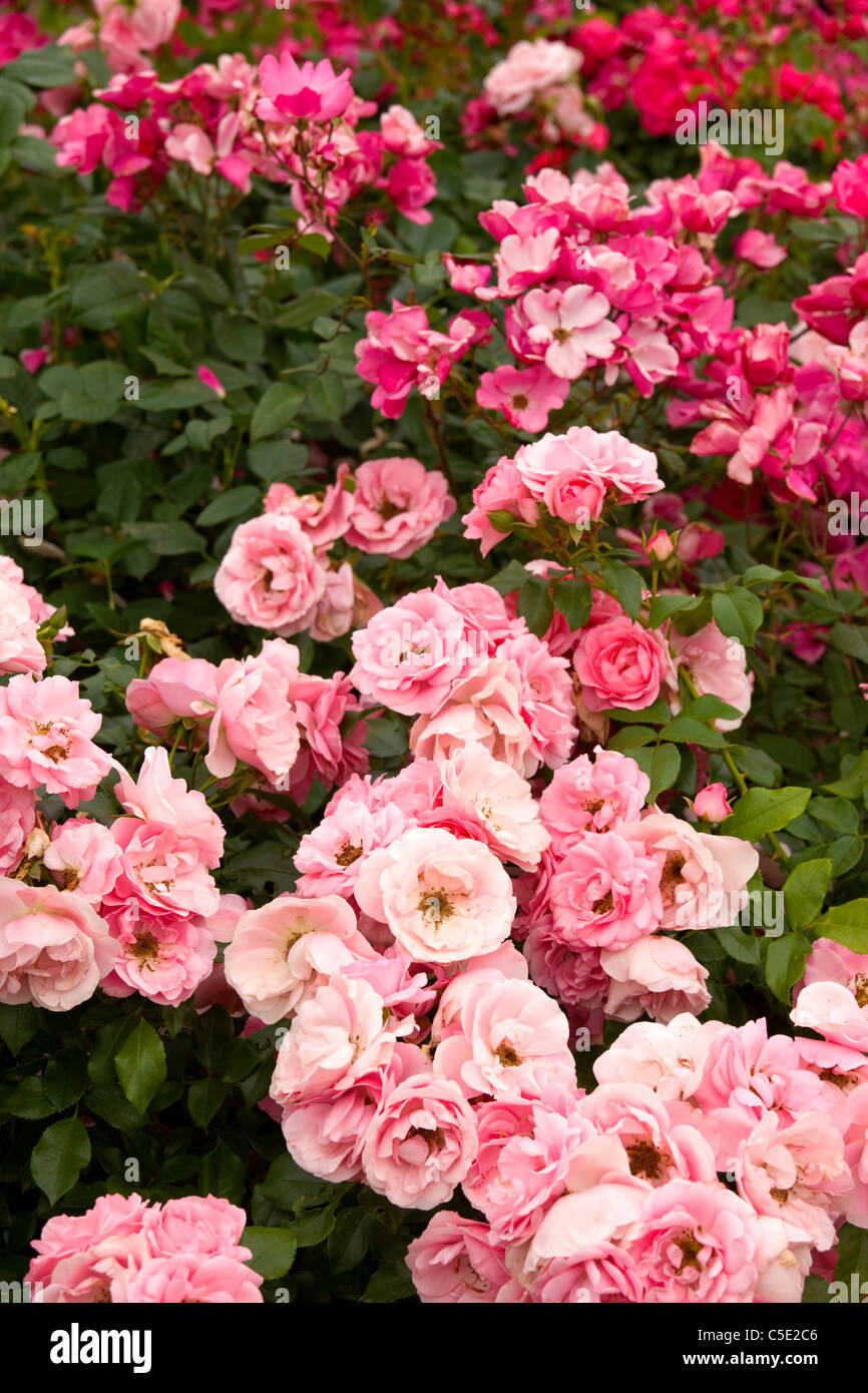Cerca de hermosas rosas Foto de stock