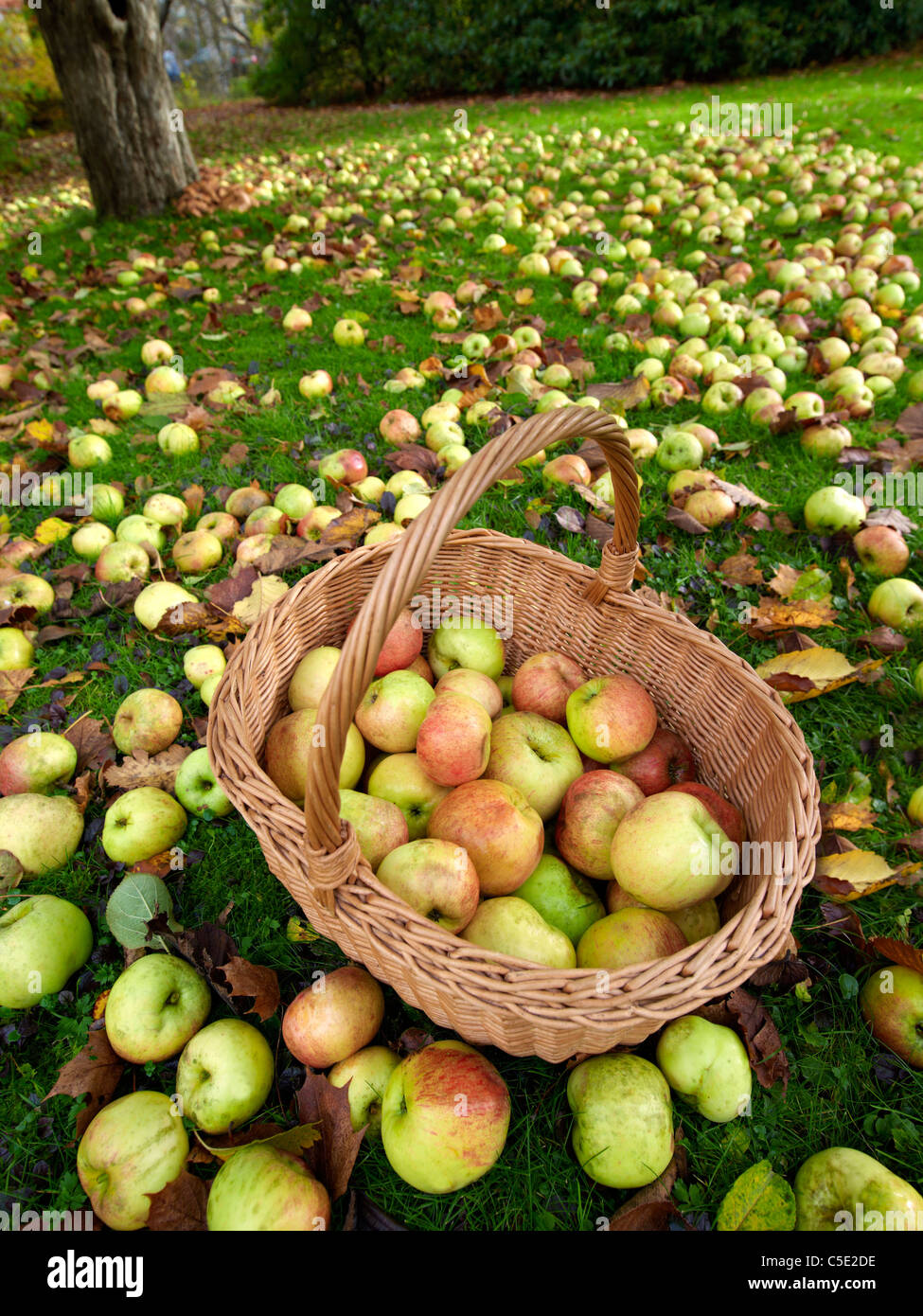 Close-up de las manzanas en la cesta con muchos más en el césped Foto de stock