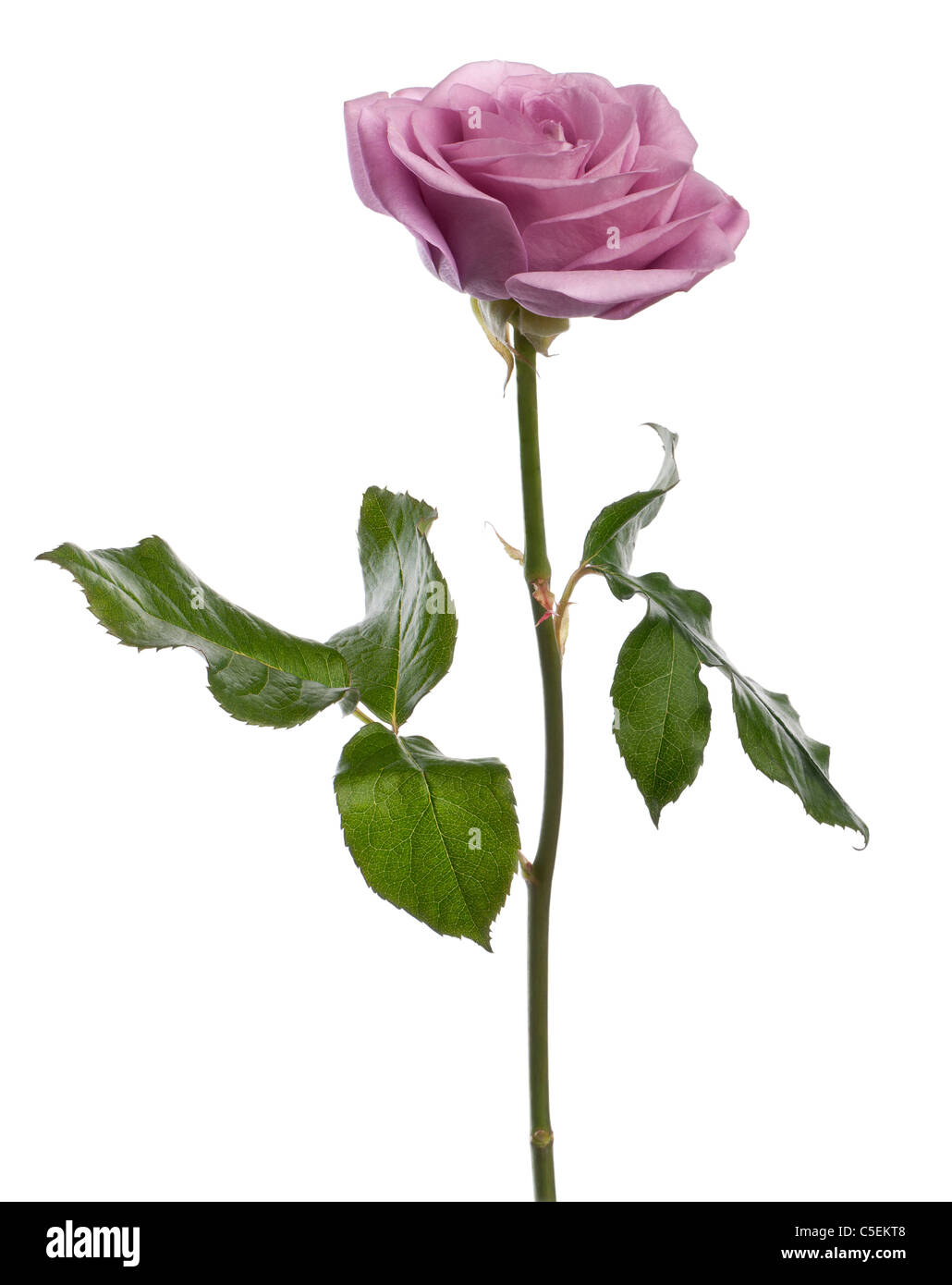 Rosa aqua rose delante de un fondo blanco Foto de stock