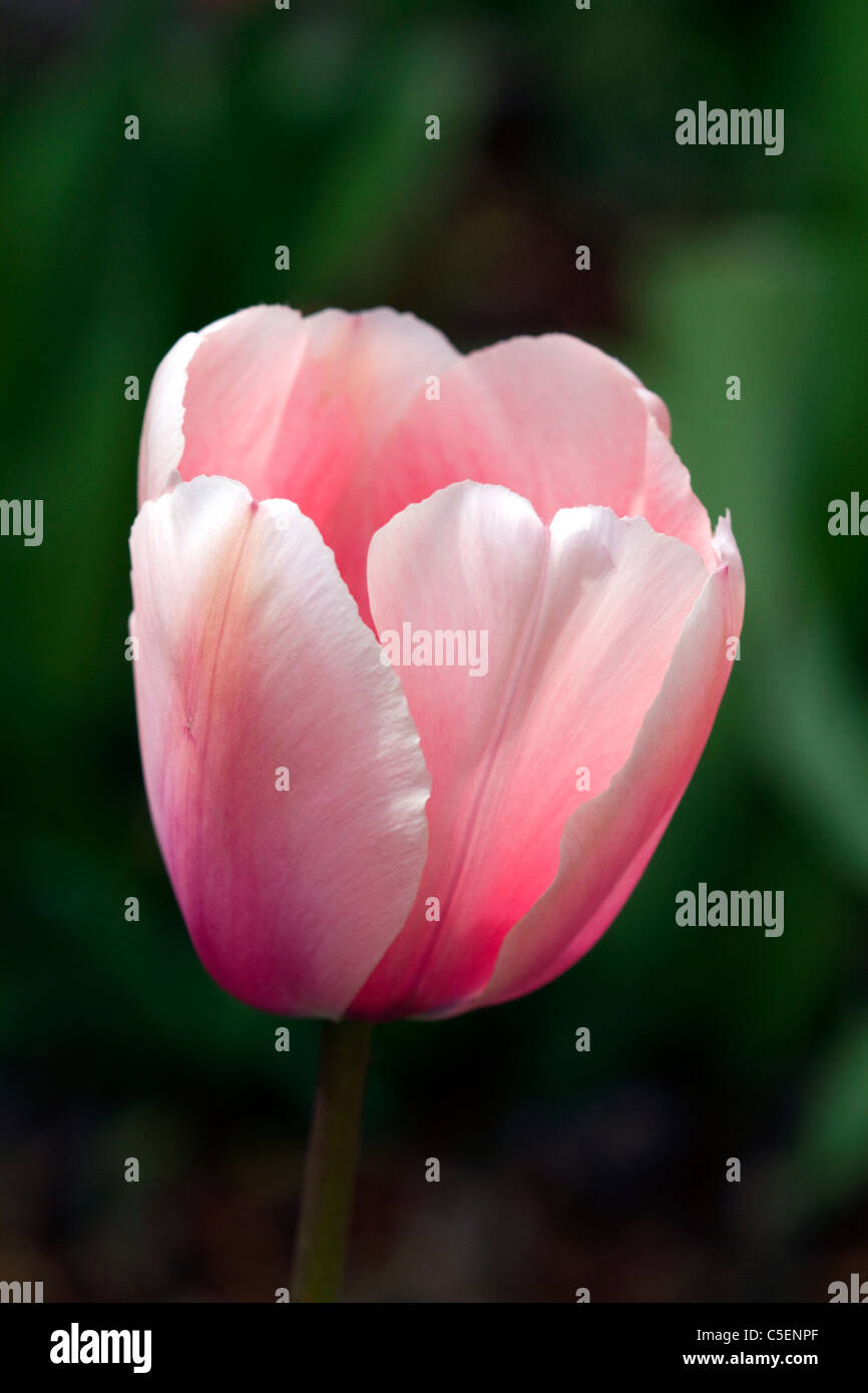 Tulip flor en flor. Foto de stock