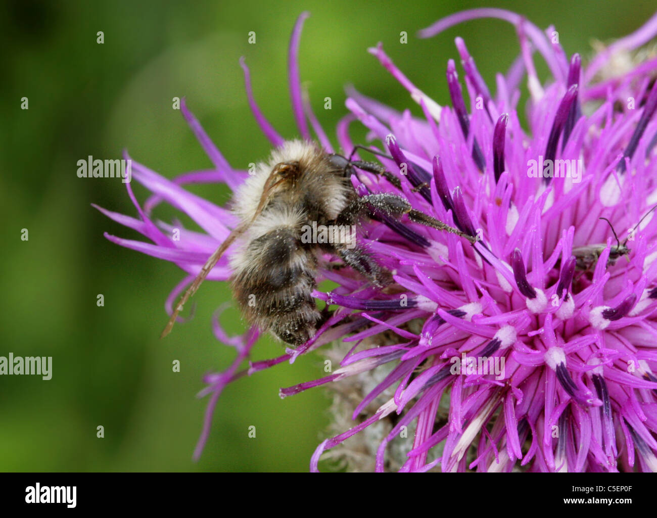 Estridente Carda de abeja, Bombus sylvarum, Apidae, Apoidea, Apocrita, Hymenoptera. Foto de stock