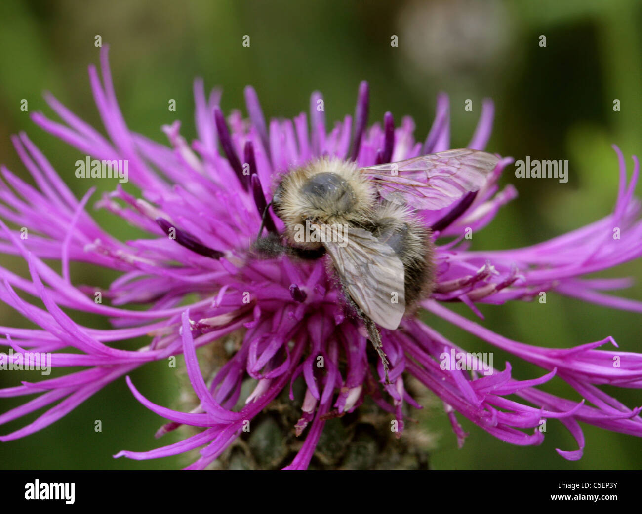 Estridente Carda de abeja, Bombus sylvarum, Apidae, Apoidea, Apocrita, Hymenoptera. Foto de stock