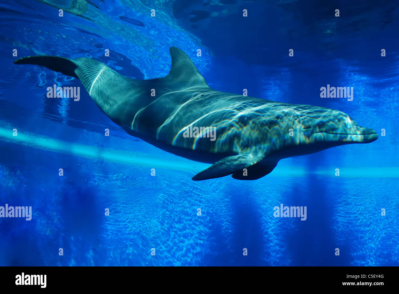 Nadar con delfines en gran acuario con fondo azul profundo en el Hotel Mirage, en Las Vegas. Foto de stock