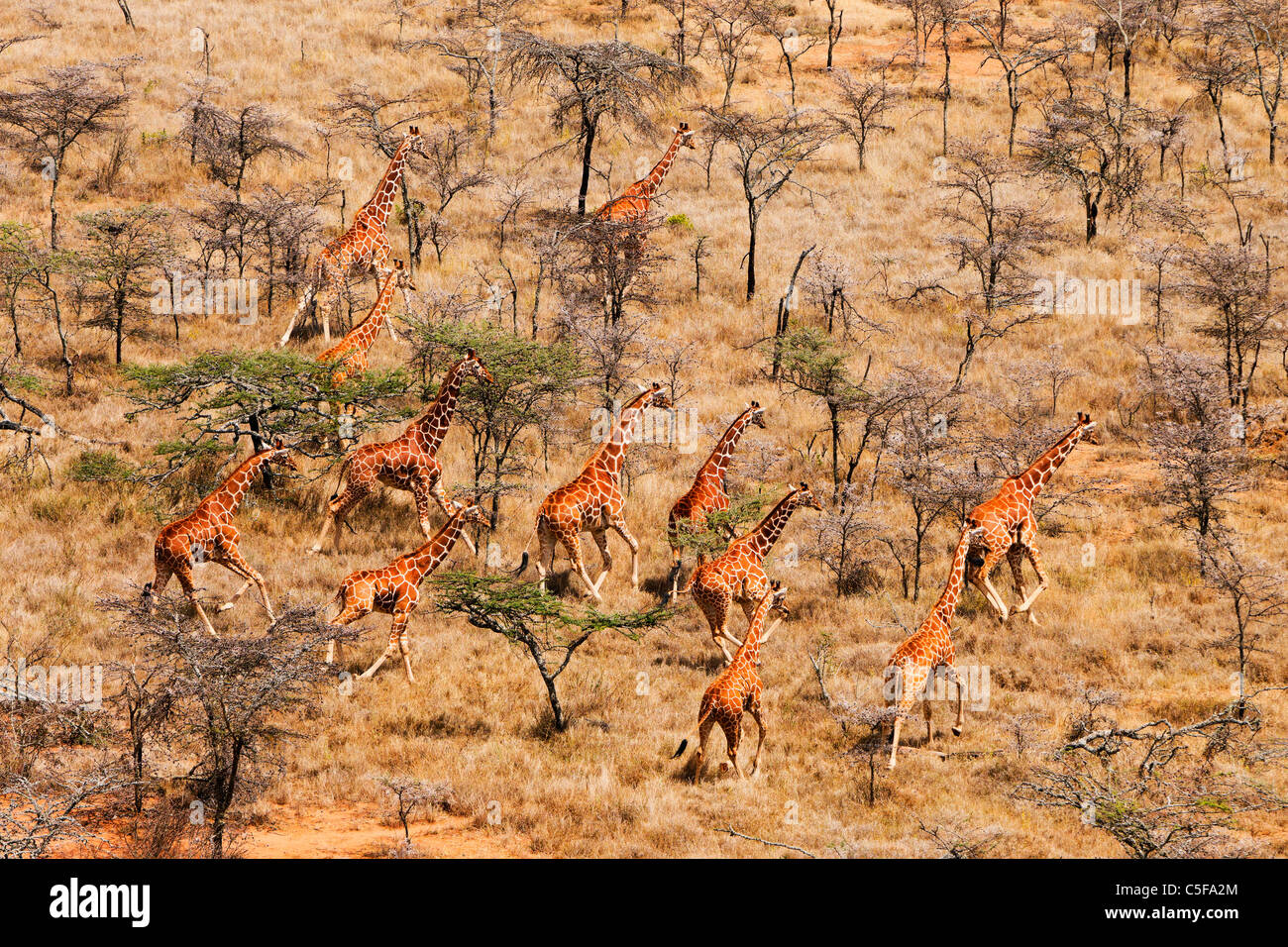 Vista aérea de la jirafa reticulada (Giraffa camelopardalis reticulata) en Kenia. Foto de stock