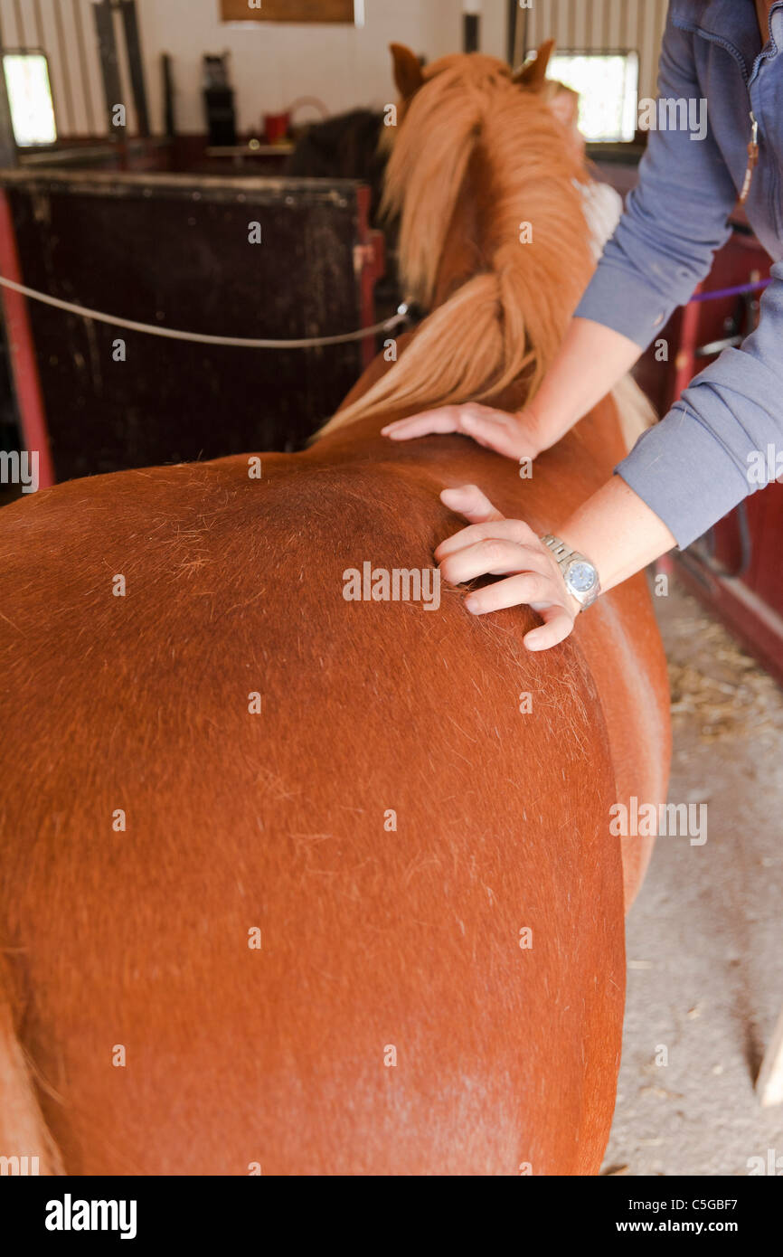 Tratamiento Equitherapist una castaña de caballo. Foto de stock