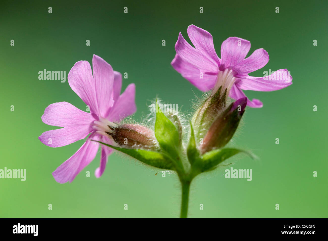 Rojo Campion Silene dioica East Blean Woodlands UK Foto de stock