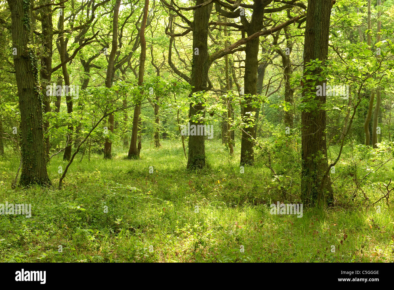 Este bosque Blean Kent Wildlife Trust UK Foto de stock
