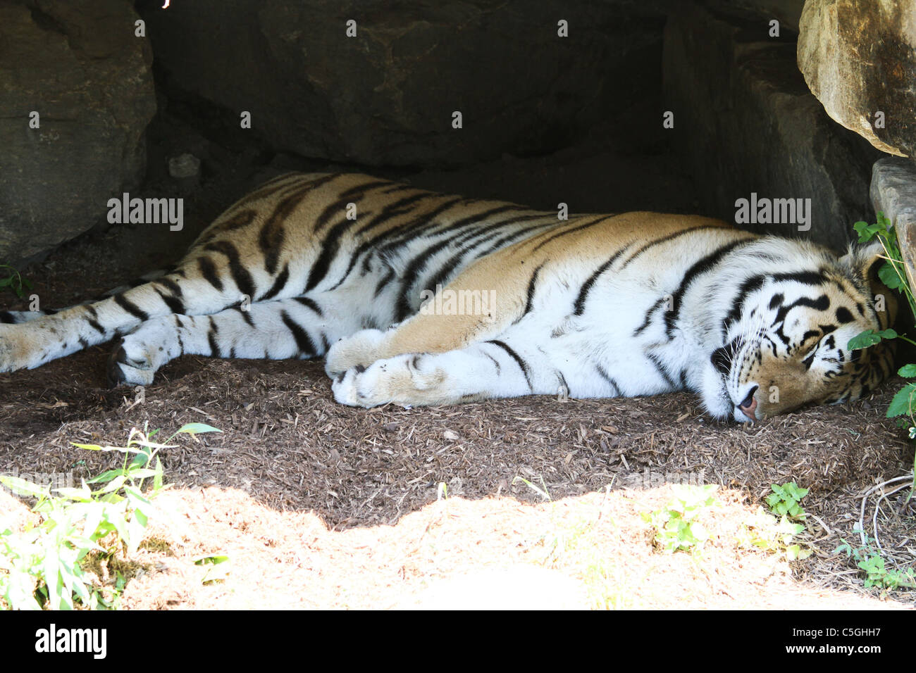 Cueva del Tigre de dormir Foto de stock