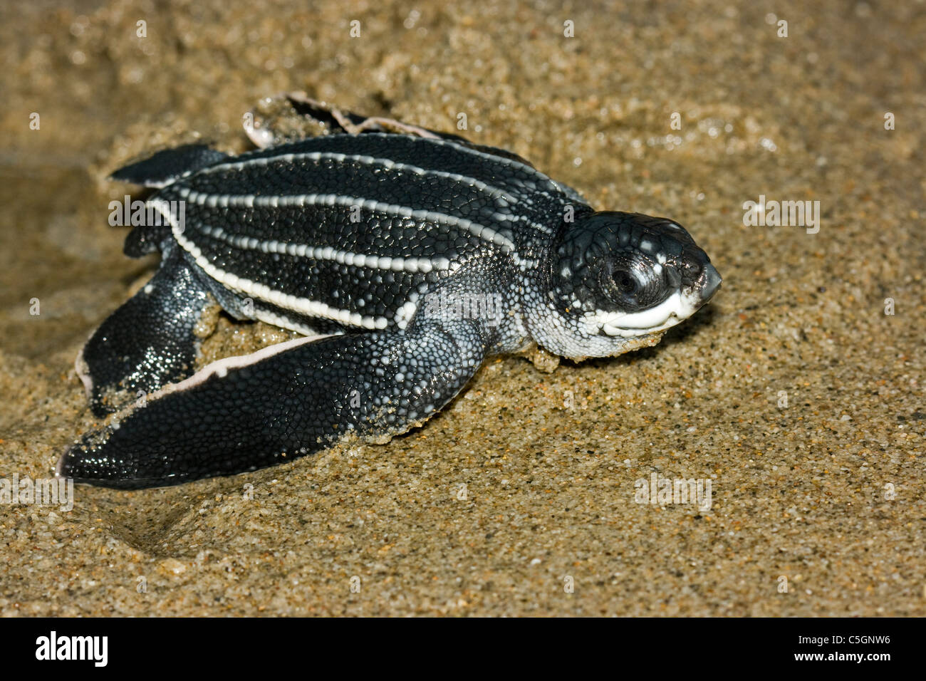 Bebe La Tortuga Laud Dermochelys Coriacea Corriendo Hacia El Oceano Playa Matura Trinidad Fotografia De Stock Alamy