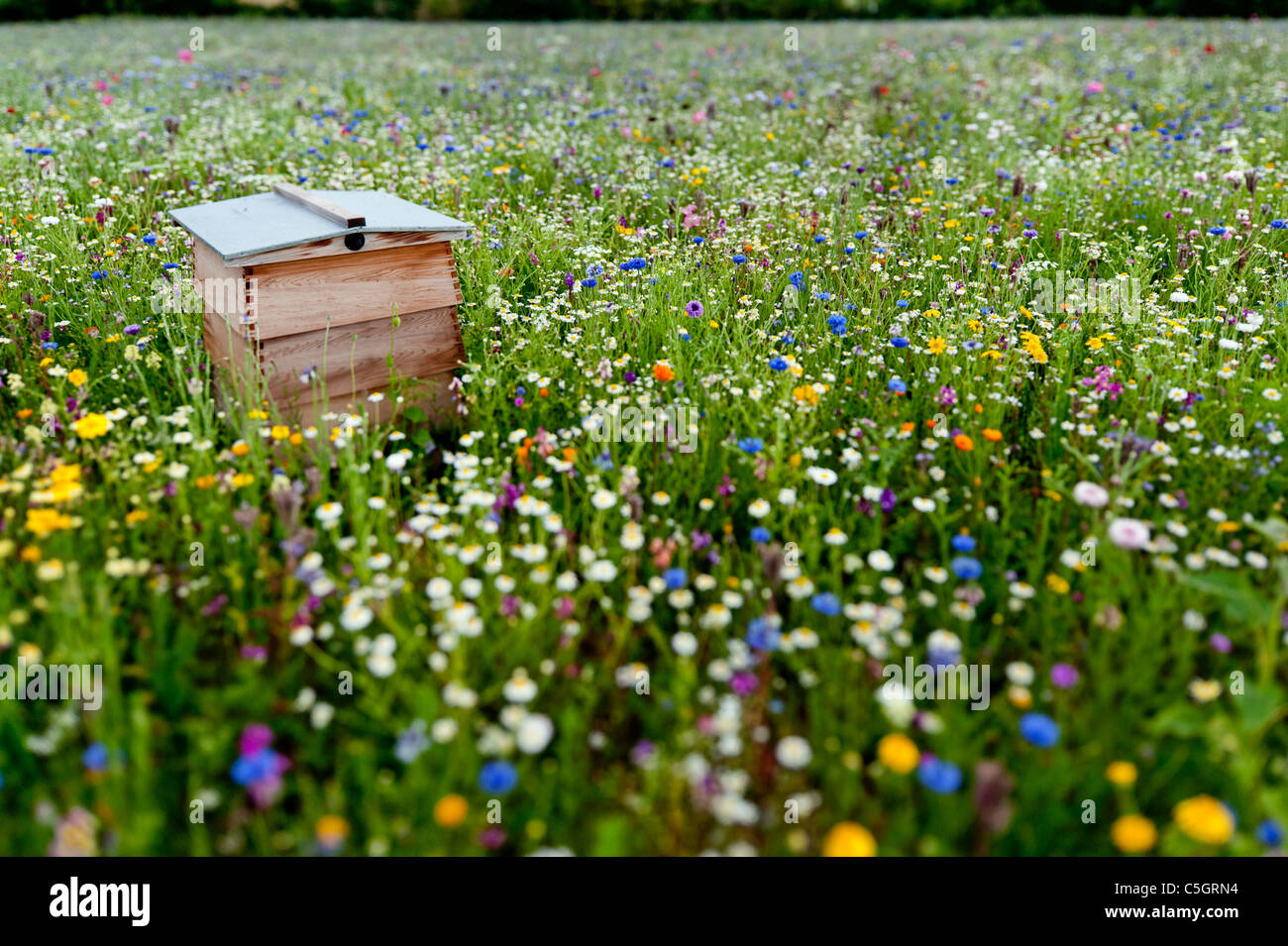 El Wildflower meadow. Colmena en un campo lleno de flores silvestres en un día de verano en inglés Foto de stock
