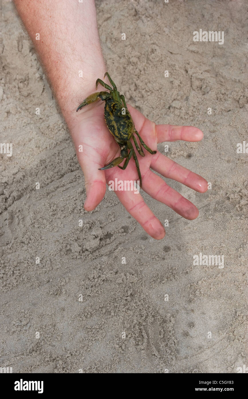 Un cangrejo Maine sentado en una mano de hombre. Foto de stock
