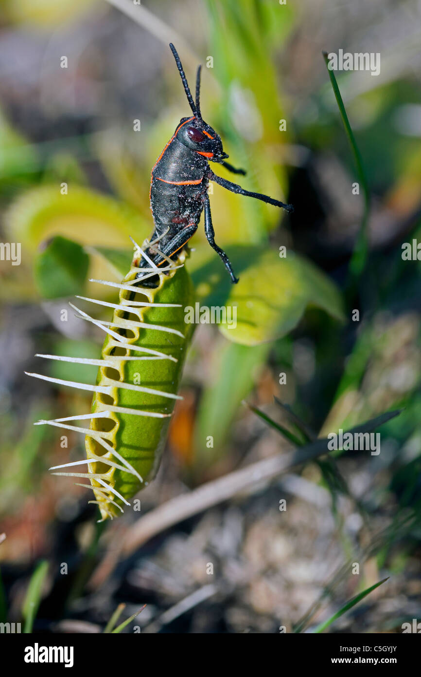 Lubbers estuvo oriental Grasshopper intentaba escapar cerrado Venus atrapamoscas Dionaea muscipula fotografiado en el sureste de los EE.UU Wild Foto de stock