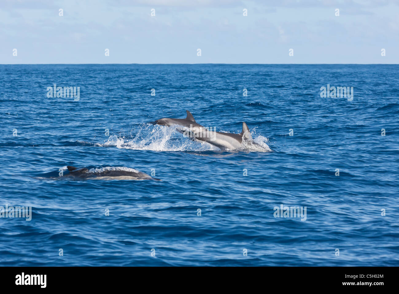 Familia grupo de delfines comunes (Delphinus dephis porpoising) en el Océano Atlántico al sur de la isla de Sao Miguel en las Azores. Foto de stock