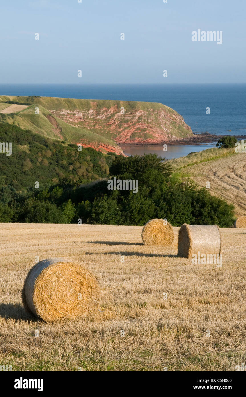 Fardos de paja redondos apilados y cielo azul y hierba verde fotografías e  imágenes de alta resolución - Alamy